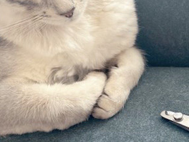 体の下にしまわれた猫の前足