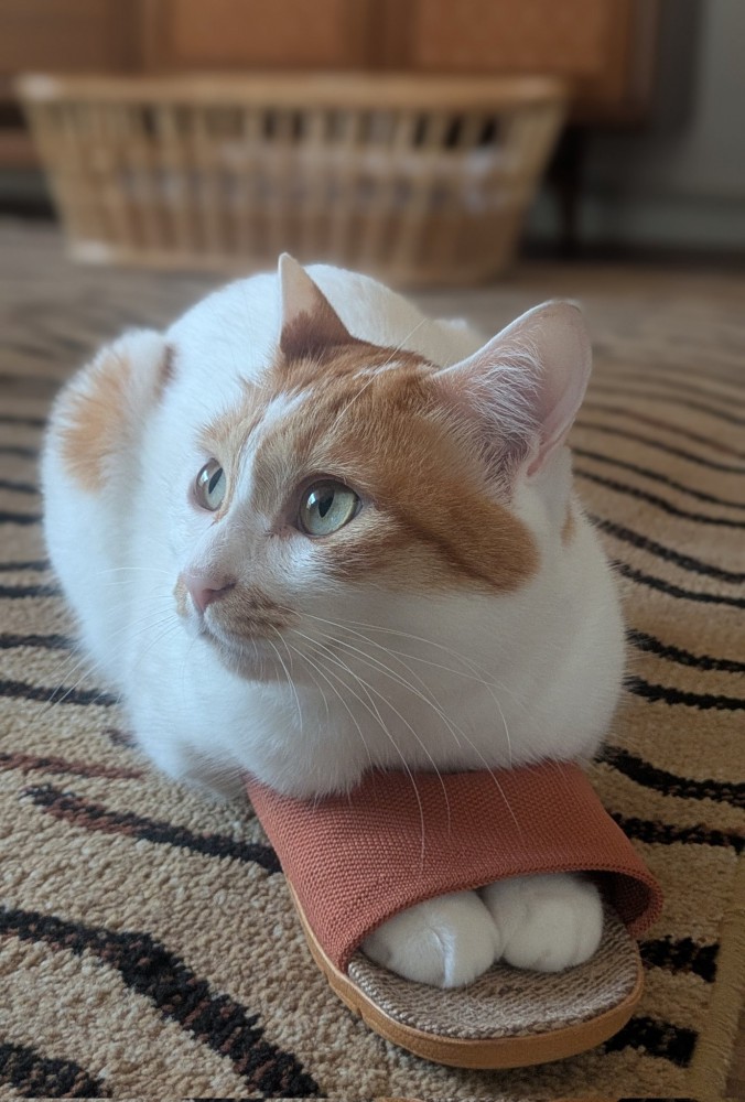 スリッパに前足を入れる猫