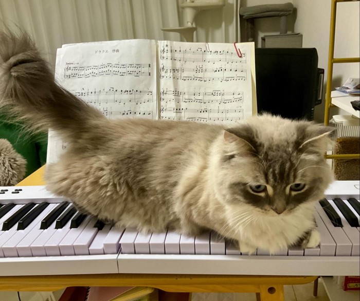 ピアノの上に乗る猫