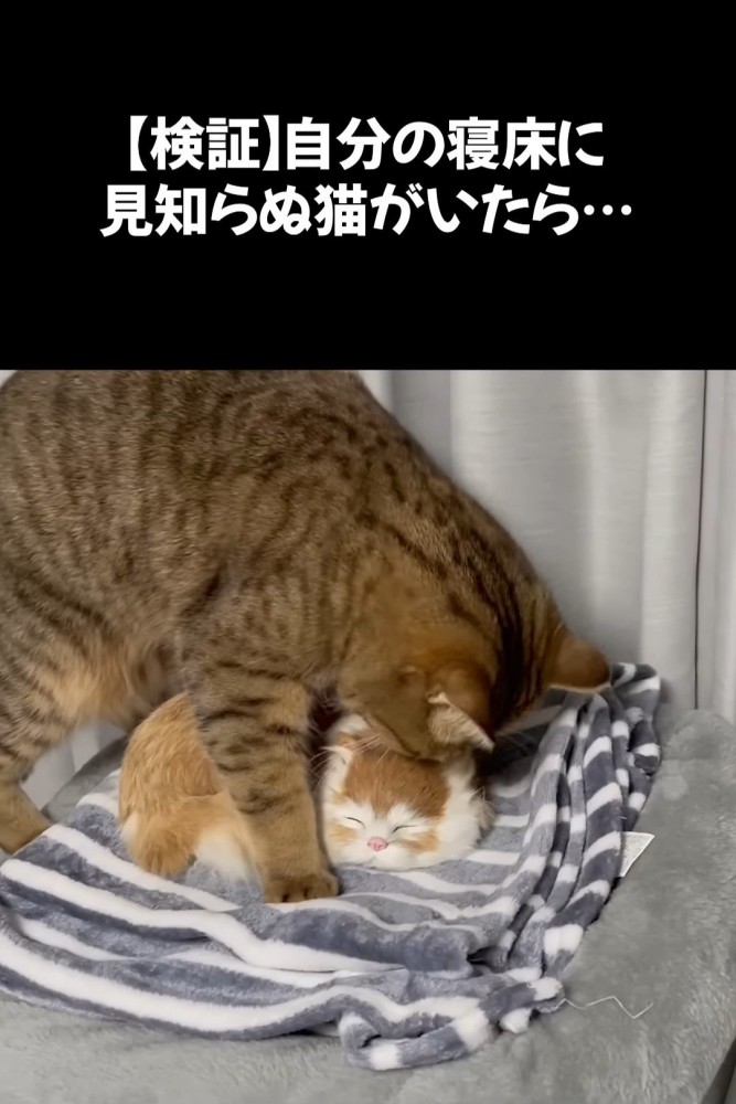 置物をまたぐ猫