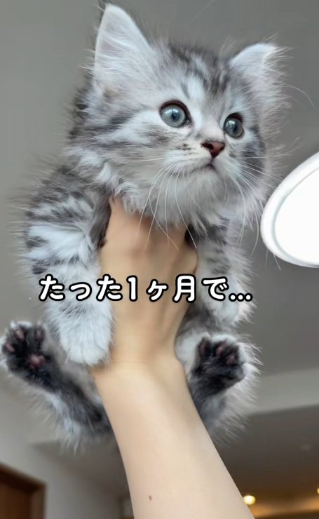 手で持ち上げられているマンチカンの子猫