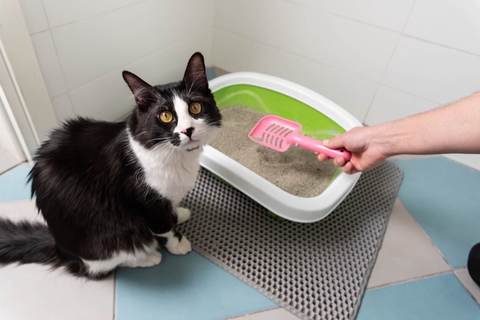 スコップを持つ人の手と猫