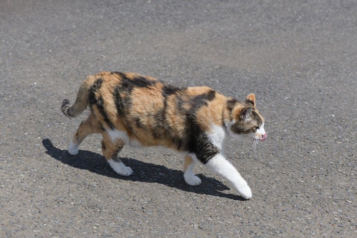 猫が一直線の足跡になるように歩く様子