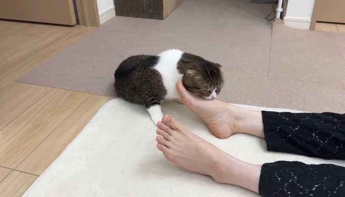 足の甲に噛みつき中