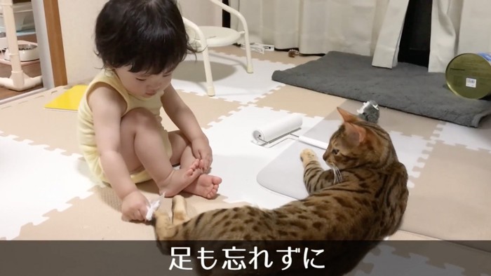 足を拭かれる猫