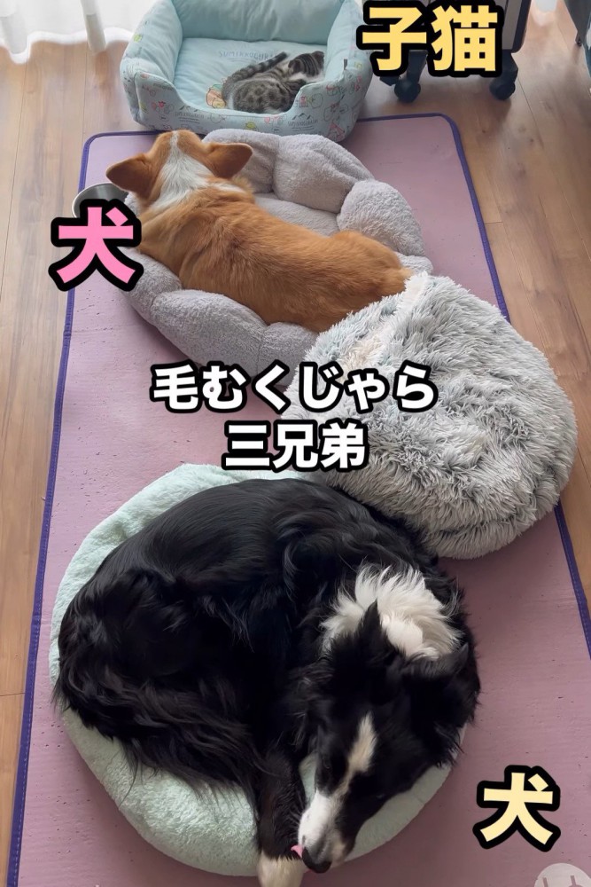 寝ている犬と猫