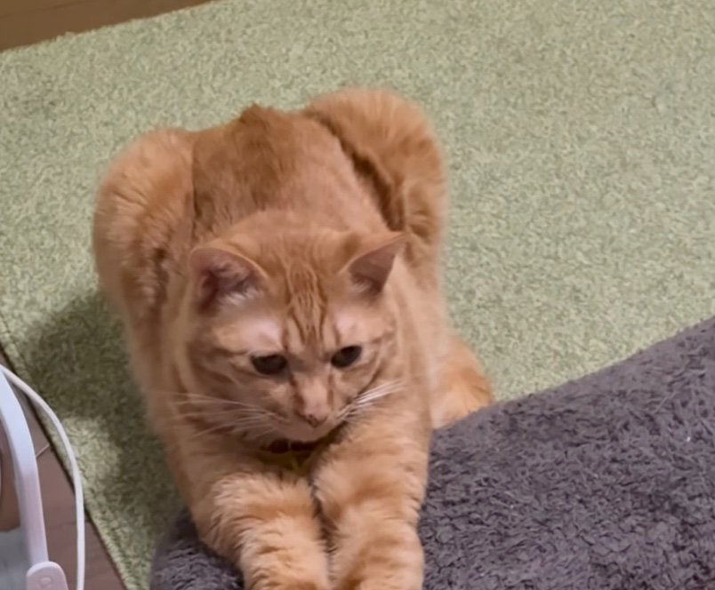 動かず無反応な猫