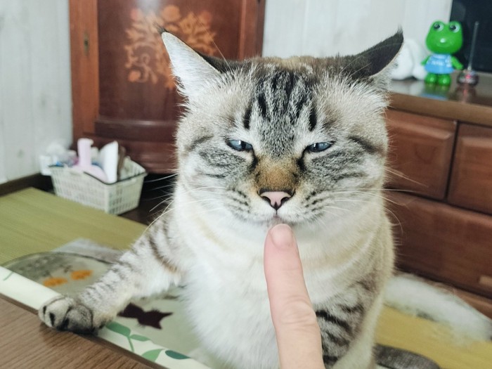 飼い主さんの指に注目する猫