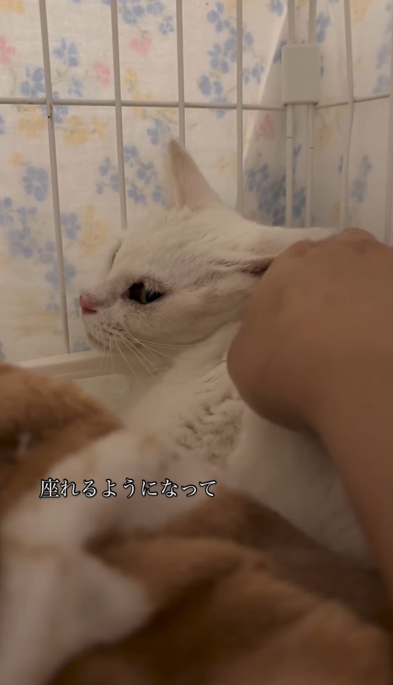 横になっている猫を撫でる人の手