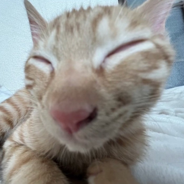 癒やされる顔で眠る猫