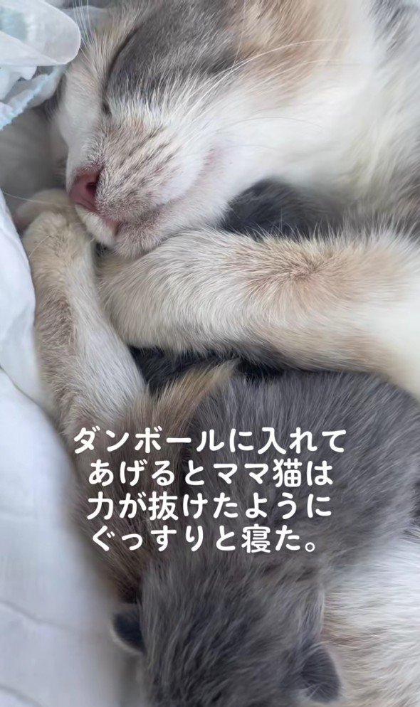 母猫と子猫
