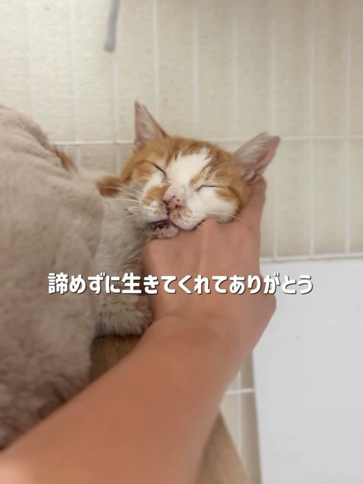 顔をなでられる猫