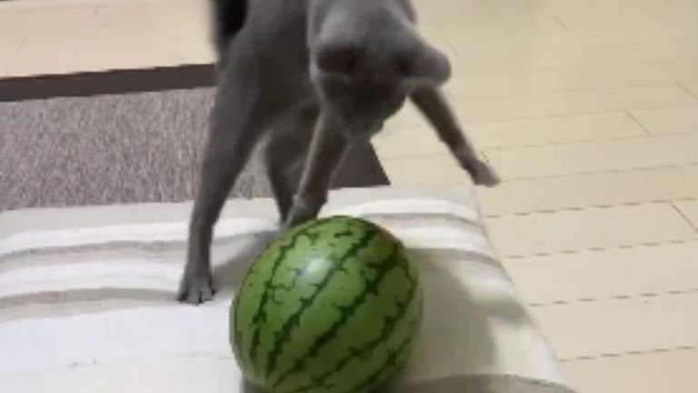 猫とスイカ