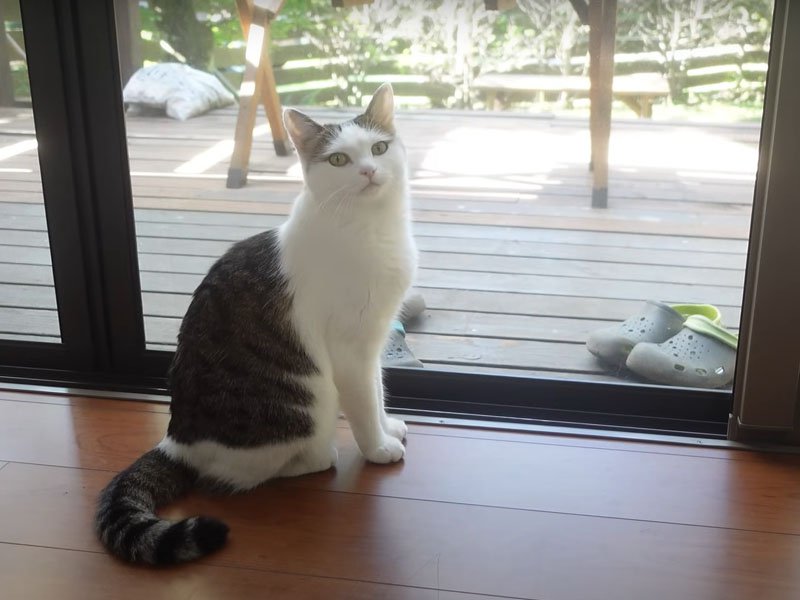 網戸の前の猫
