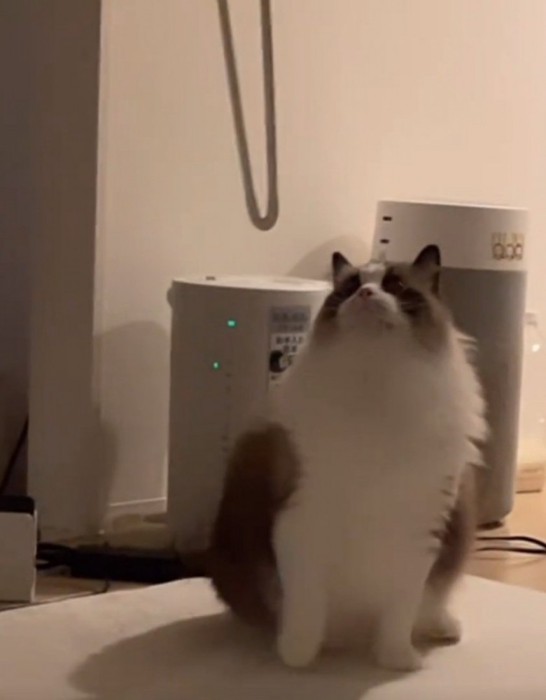 机を見つめる猫