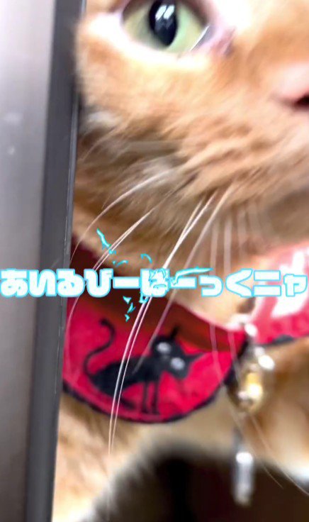 ドアから顔を出す猫