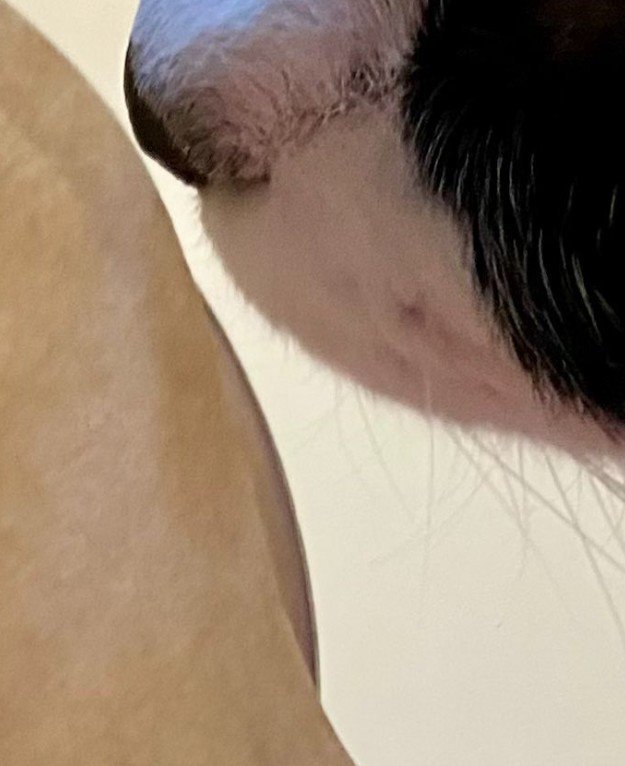 猫の鼻先のアップ