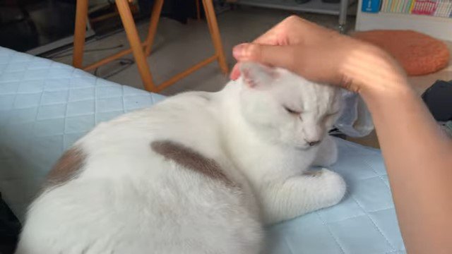 猫の頭を撫でる人の手