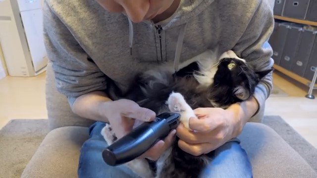 猫の後ろ左足の毛をカットする男性