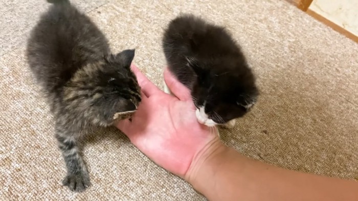 人の手に寄ってくる子猫