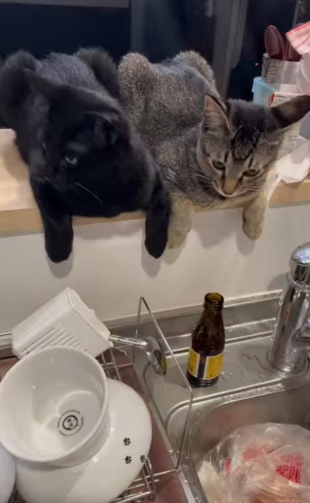 一緒に料理を眺める猫