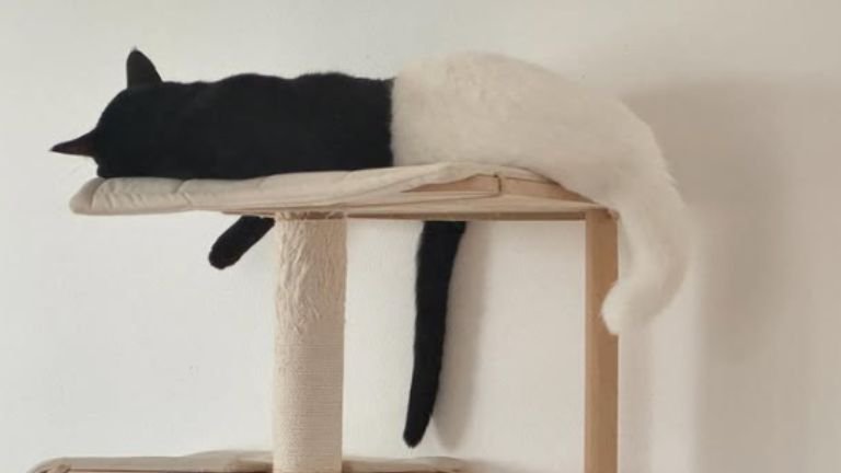 寝ている2匹の猫