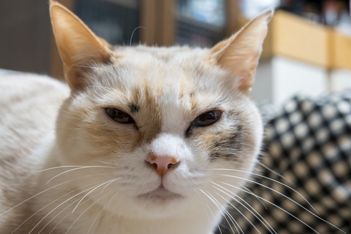 目を細めた猫の顔のアップ