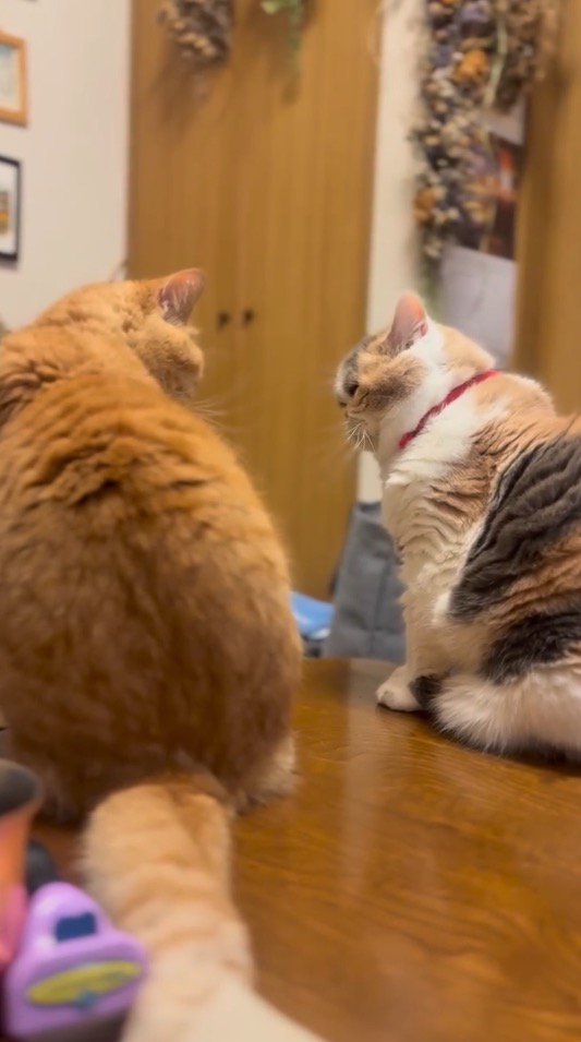 距離を取って見つめ合う2頭の猫