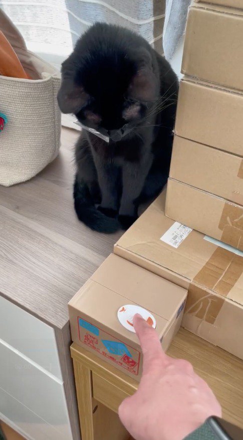 小さなダンボール箱を見つめる猫