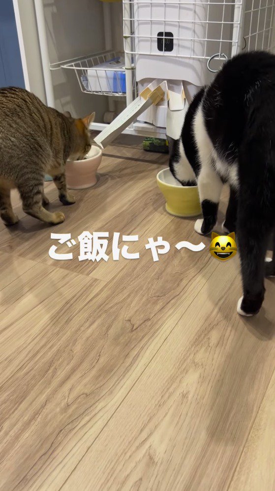 自動給餌器から出てきたごはんを食べる2匹の猫