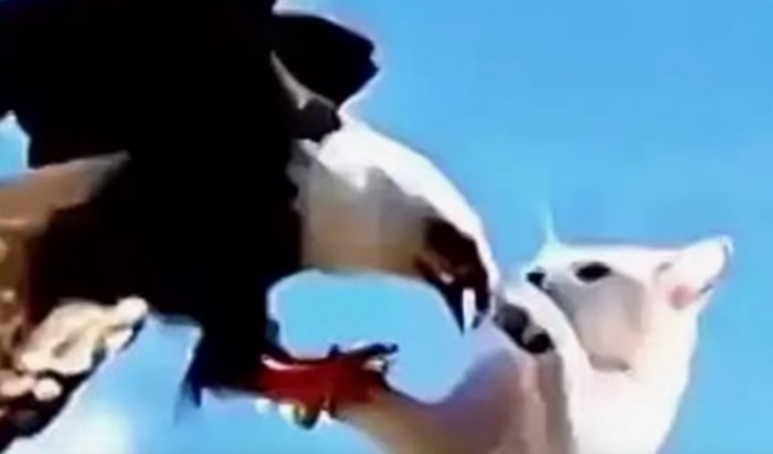 ワシから解放される猫