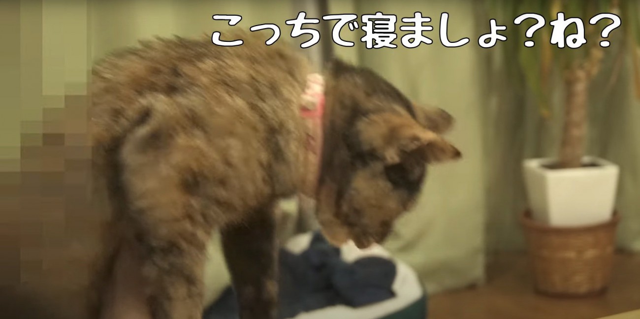 抱っこされるたっちゃん