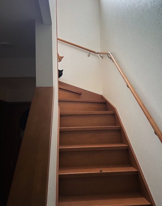 階段の上から覗く2匹の猫