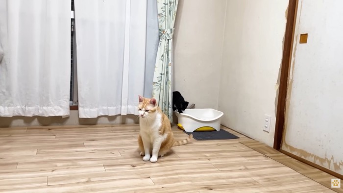 黒い子猫（お部屋の隅にあるトイレに乗っている様子）