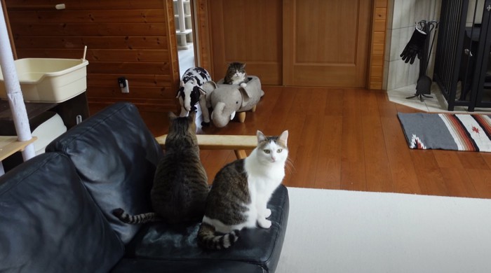 ゾウに入る猫、ソファにいる猫2匹
