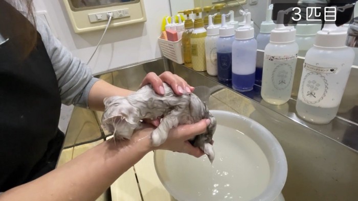 3匹目、手に乗って