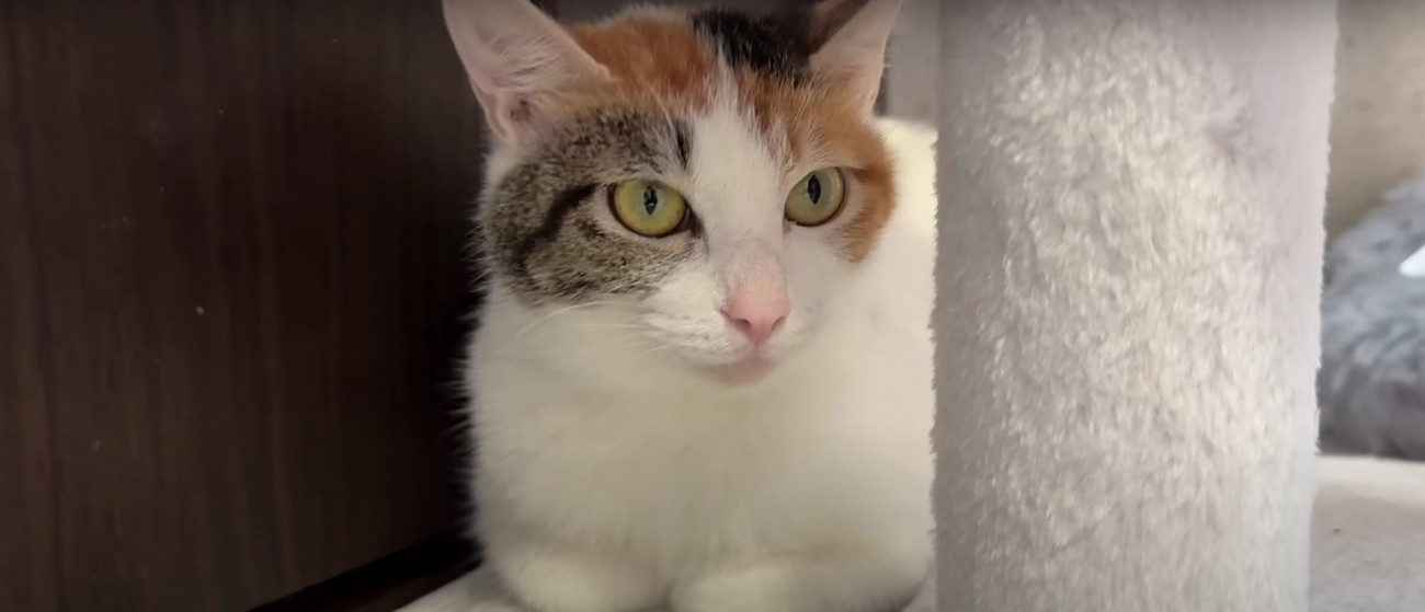 座っている母猫%％優しく見守る母猫