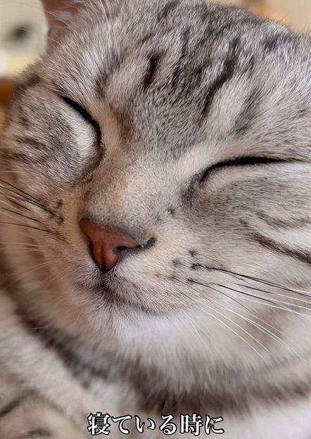 目を瞑る猫(寝ている時に)
