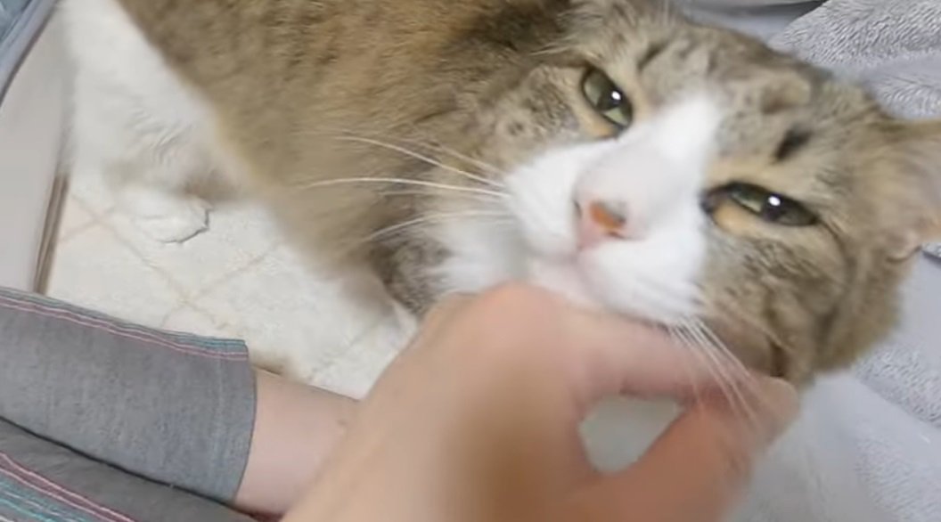 %顎を撫でられているノルウェージャンフォレストキャット