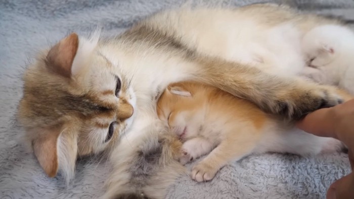 飼い主の指を止める母猫