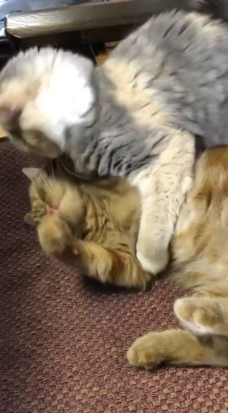 茶トラ猫を上から抱きしめる三毛猫