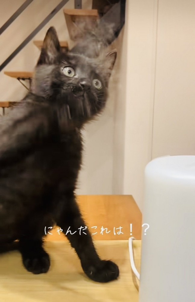 加湿器の湯気で遊ぶ赤ちゃん猫