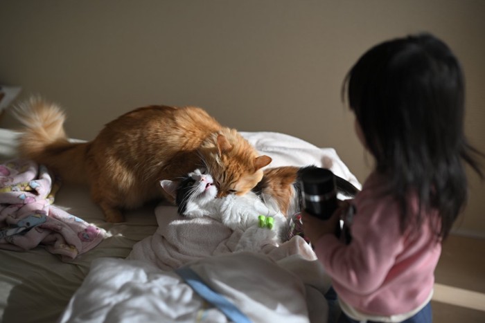 タオルの上でじゃれつく二匹の猫と女の子