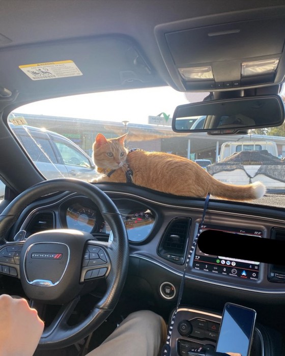 車のダッシュボードに乗る猫