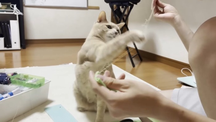右前足で猫パンチ