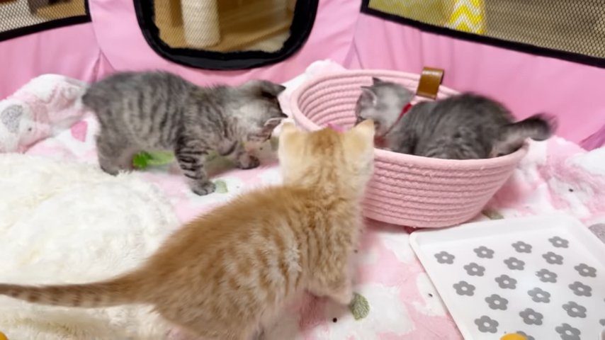 向き合う三匹の子猫