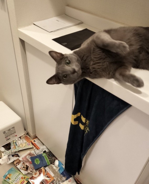 飼い主を見つめながら棚の上に寝転がる猫