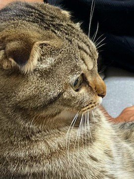 ソファに座る猫