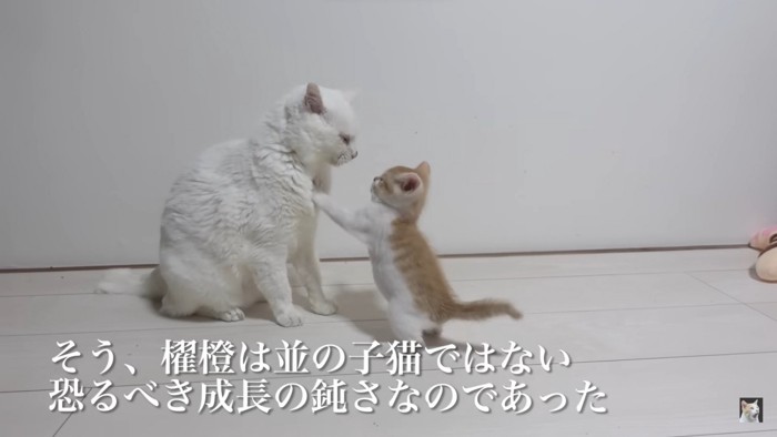 向き合う2匹の猫