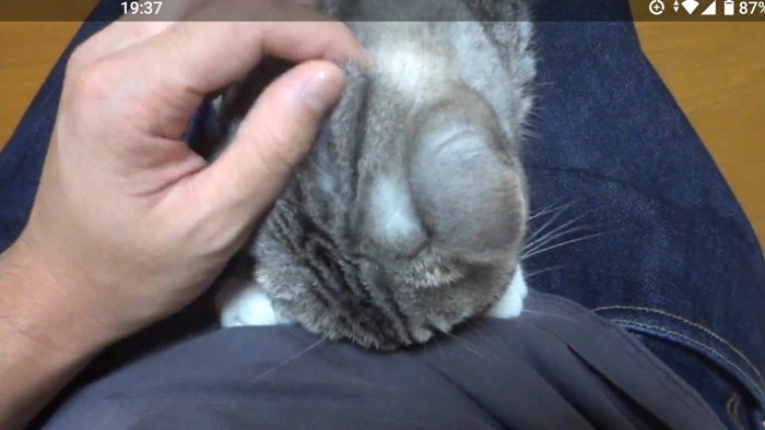 頭をつけて(正面から)